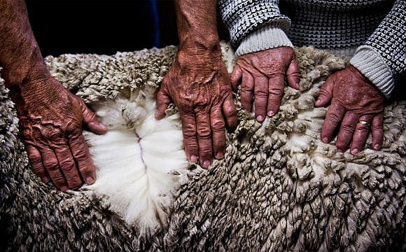 Ermenegildo Zegna's wooly commitment to the fashion industry