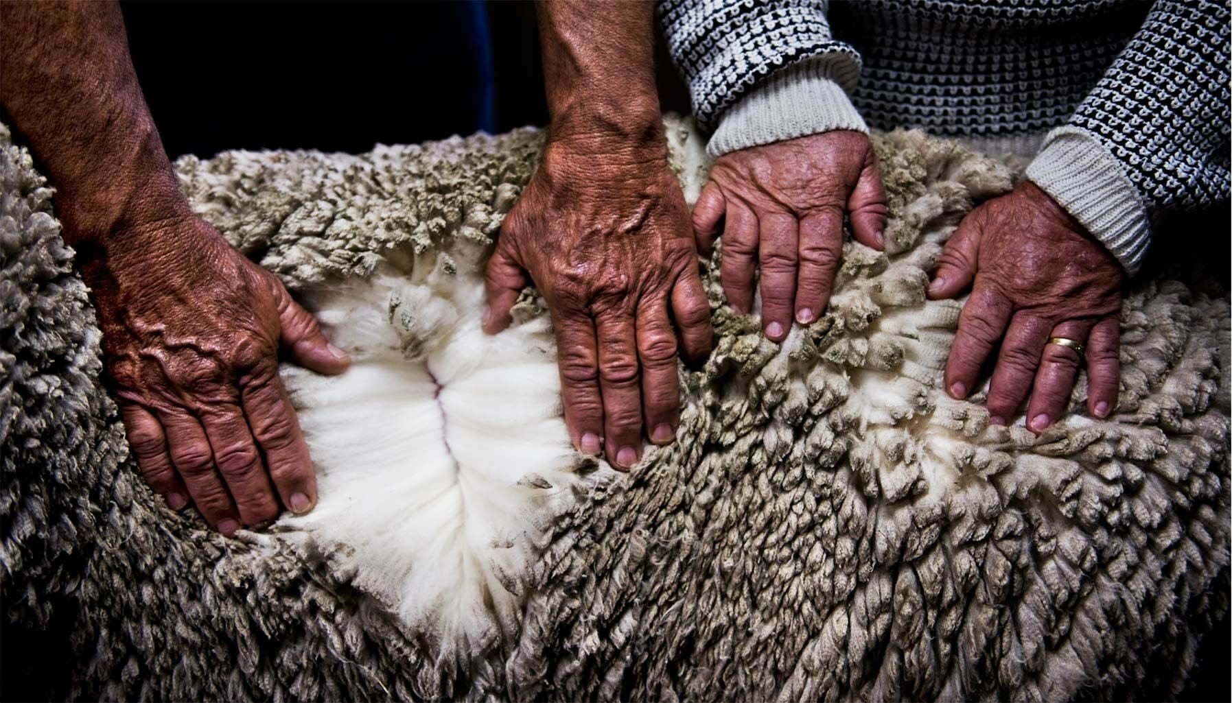 Ermenegildo Zegna's wooly commitment to the fashion industry