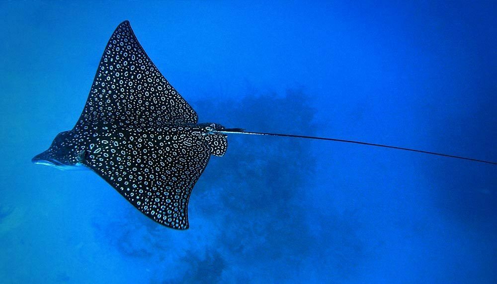 komodo national park