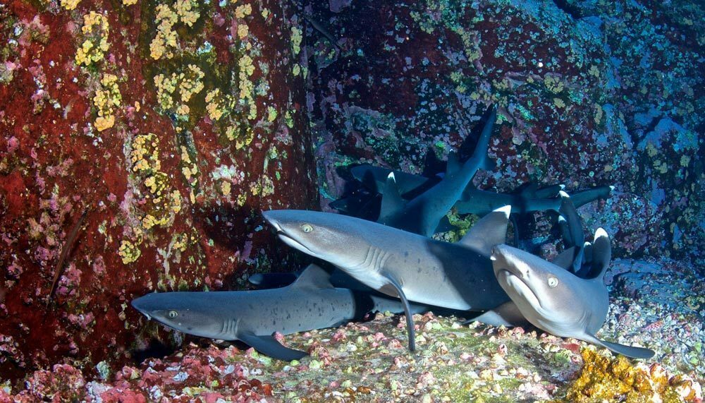 komodo national park